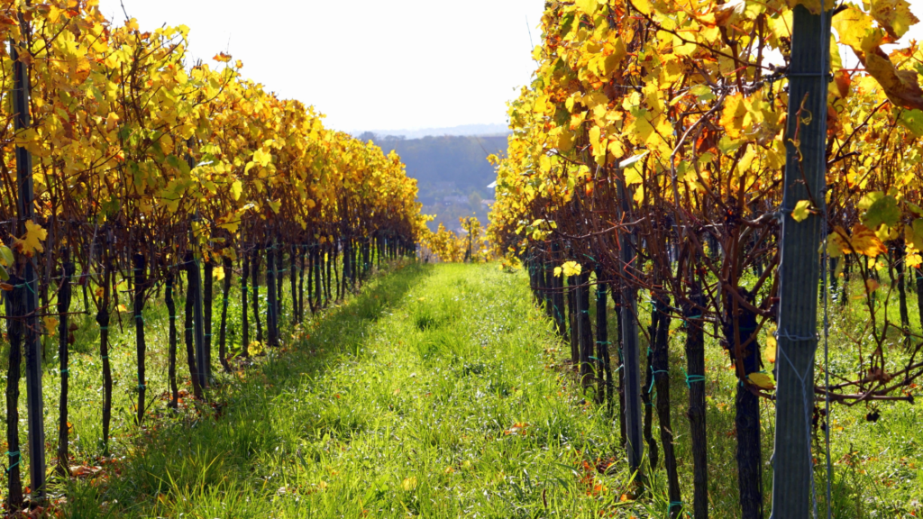 Livermore wine country vineyards on a day trip from San Francisco