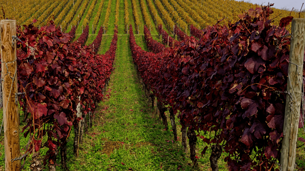 Livermore Valley vineyards near Pleasanton California