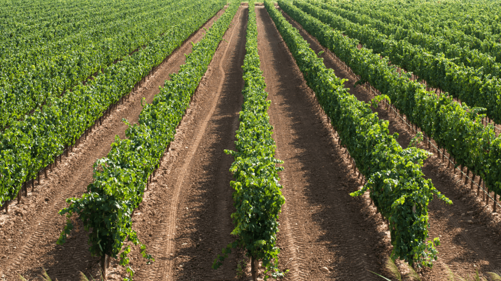 Livermore Valley wineries near Dublin and San Ramon